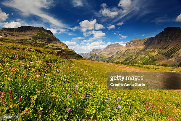 summer wildflowers along trail to hidden lake at logan pass, glacier national park, montana - logan pass imagens e fotografias de stock