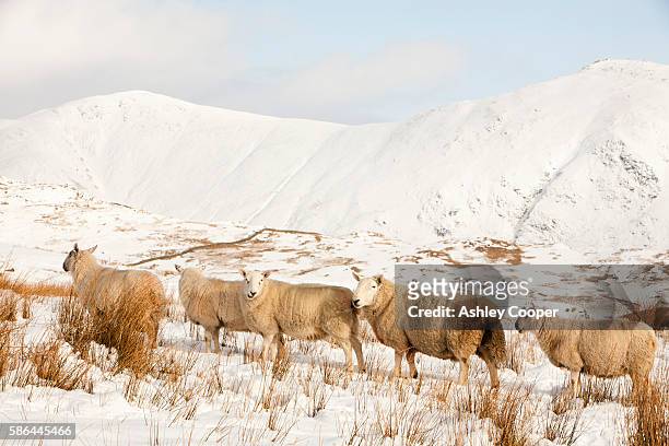 sheep on wansfell above ambleside in the lake district, uk, looking towards the kentmere fells. - maulwurfshügel stock-fotos und bilder