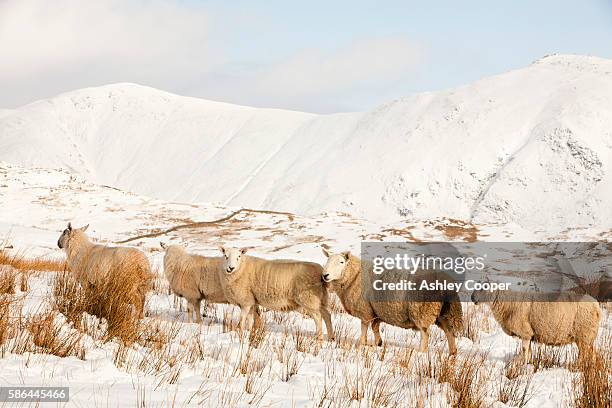 sheep on wansfell above ambleside in the lake district, uk, looking towards the kentmere fells. - molehill stock pictures, royalty-free photos & images