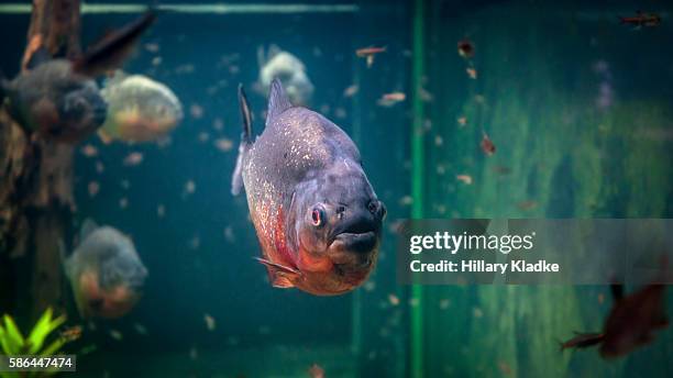 piranha in an aquarium - cypriniforme photos et images de collection