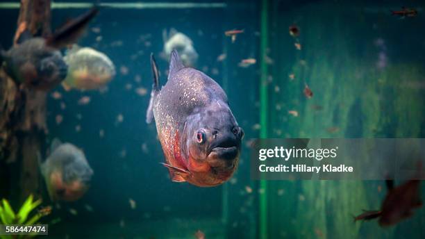 piranha in an aquarium - piranha stockfoto's en -beelden