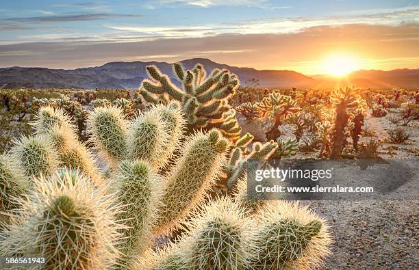 cholla luminance - josuabaum stock-fotos und bilder