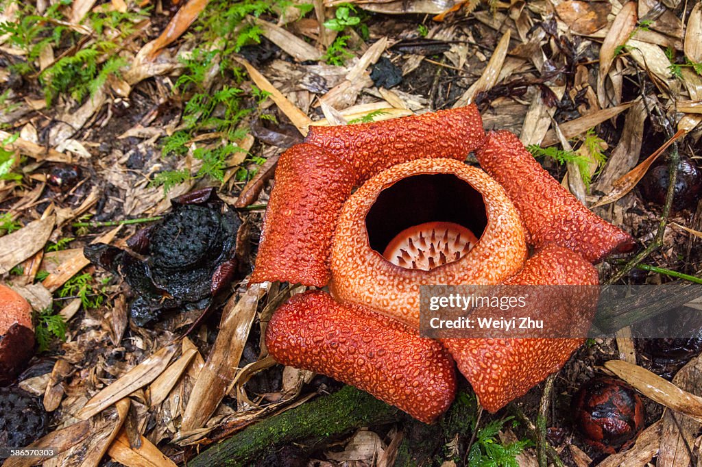 Rafflesia