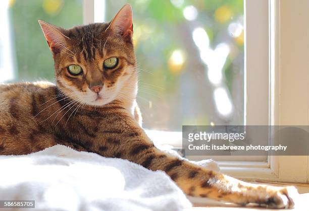 bengal cat relaxing in the sun - gato bengala fotografías e imágenes de stock