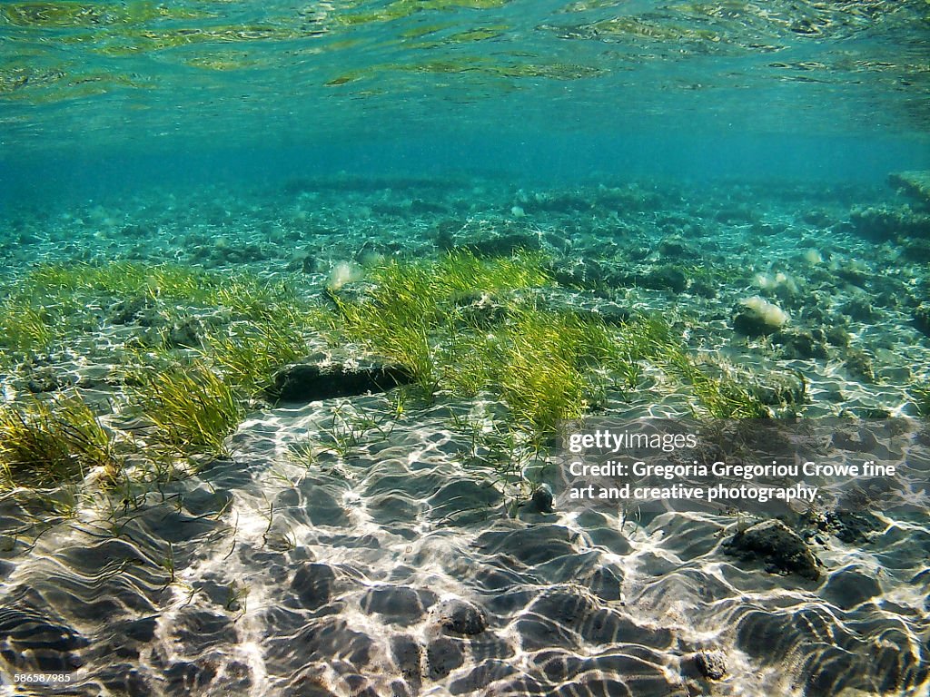 Sea grass meadow