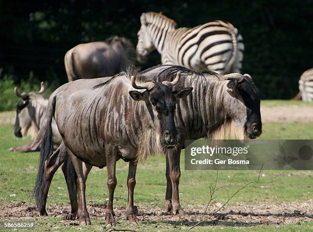 white bearded wildebeest - grants zebra bildbanksfoton och bilder