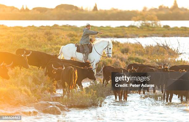 camargue gardia - camargue stock pictures, royalty-free photos & images