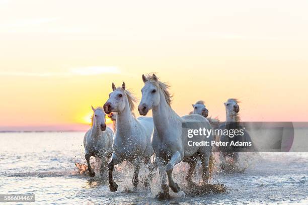 camargue white horses running in water at sunset - camargue photos et images de collection