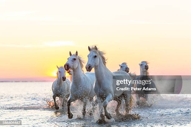 camargue white horses running in water at sunset - camargue stock pictures, royalty-free photos & images