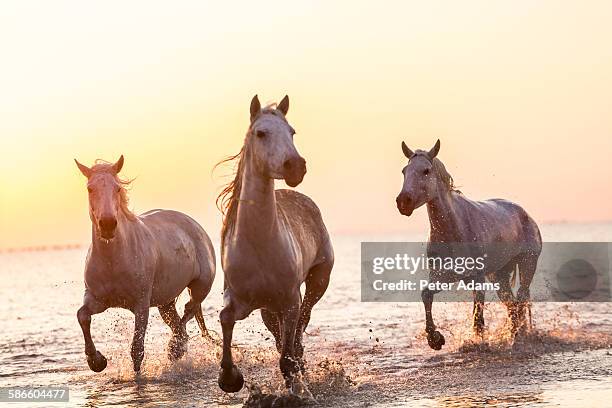 white horses running through water - white horse stock pictures, royalty-free photos & images