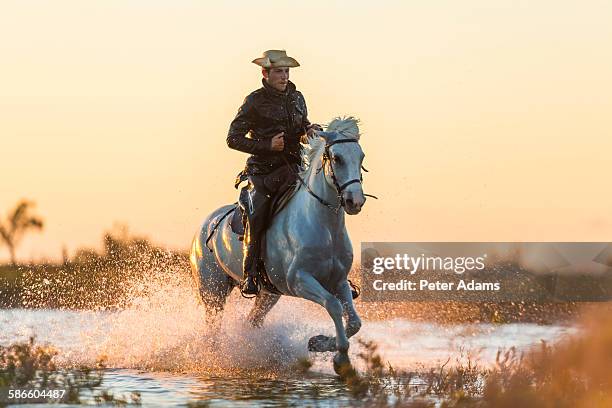 gardia - horse running water stock pictures, royalty-free photos & images