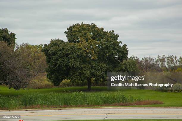 tree along street, palatine, illinois, usa - palatine illinois stockfoto's en -beelden