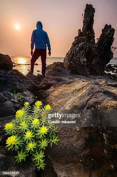 sunrise at jeju island, south korea. - jeju island stock pictures, royalty-free photos & images