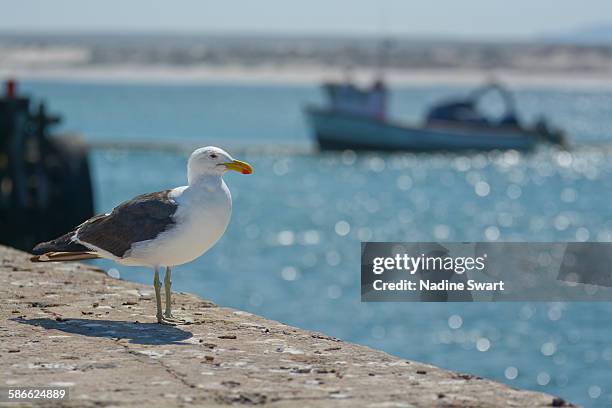 kelp gull on harbour jetty with fishing boat - kelp gull stock pictures, royalty-free photos & images