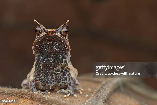 portrait of a malayan horned frog - horned frog stock pictures, royalty-free photos & images