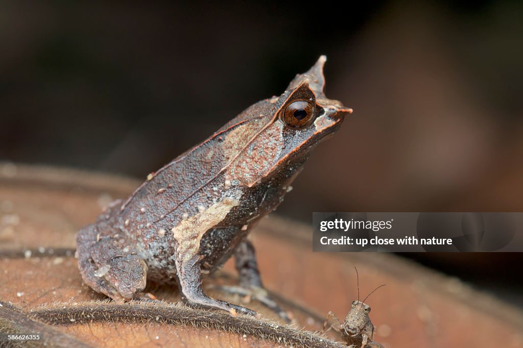 Profile of a malayan horned frog