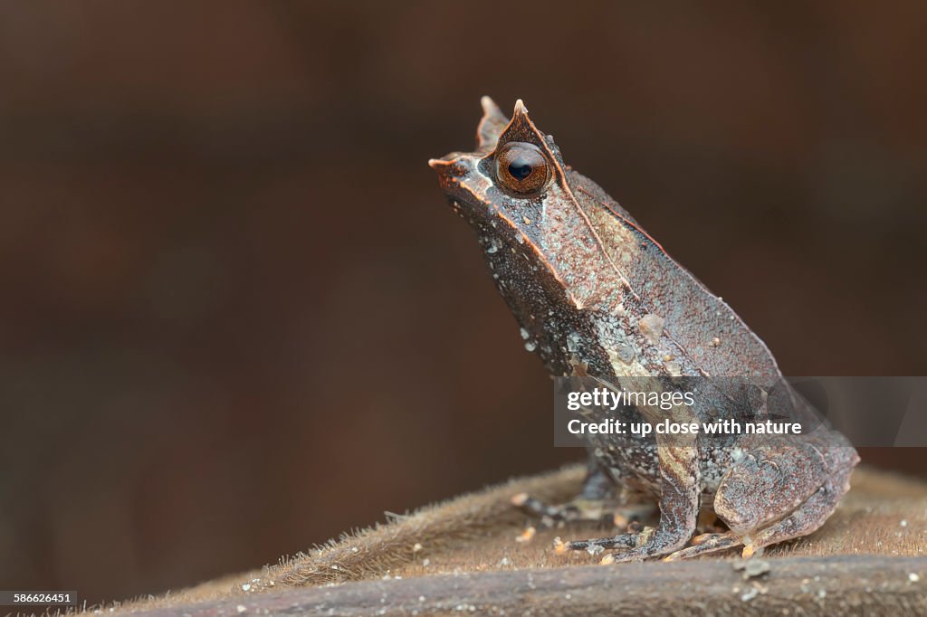 Profile of a malayan horned frog