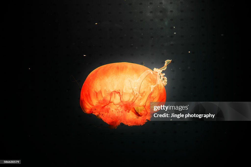 Red jellyfish
