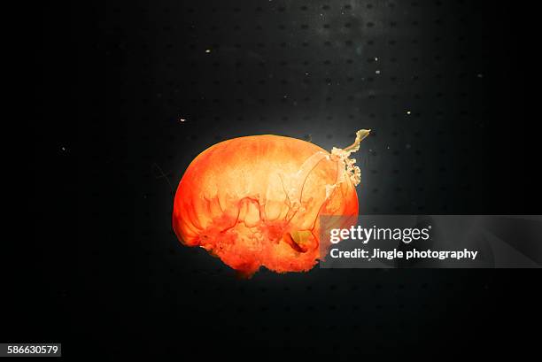Red Jellyfish High-Res Stock Photo