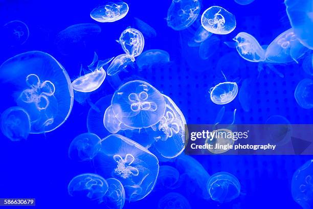 Transparent Jellyfish High-Res Stock Photo