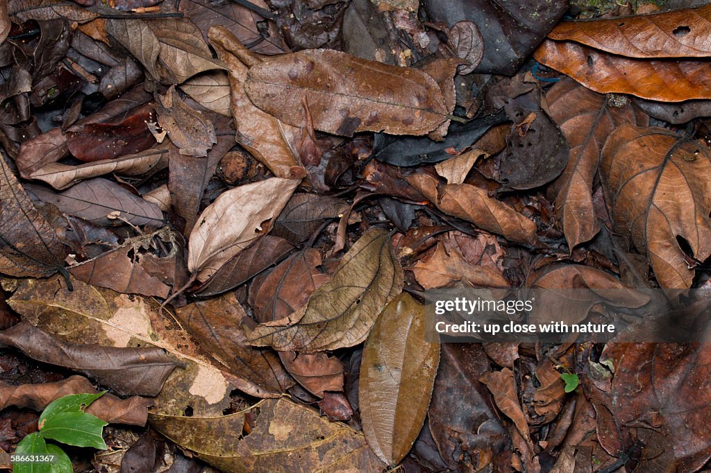 Camouflaged Malayan horned frog on forest floor