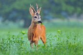 Wild roe deer eating grass