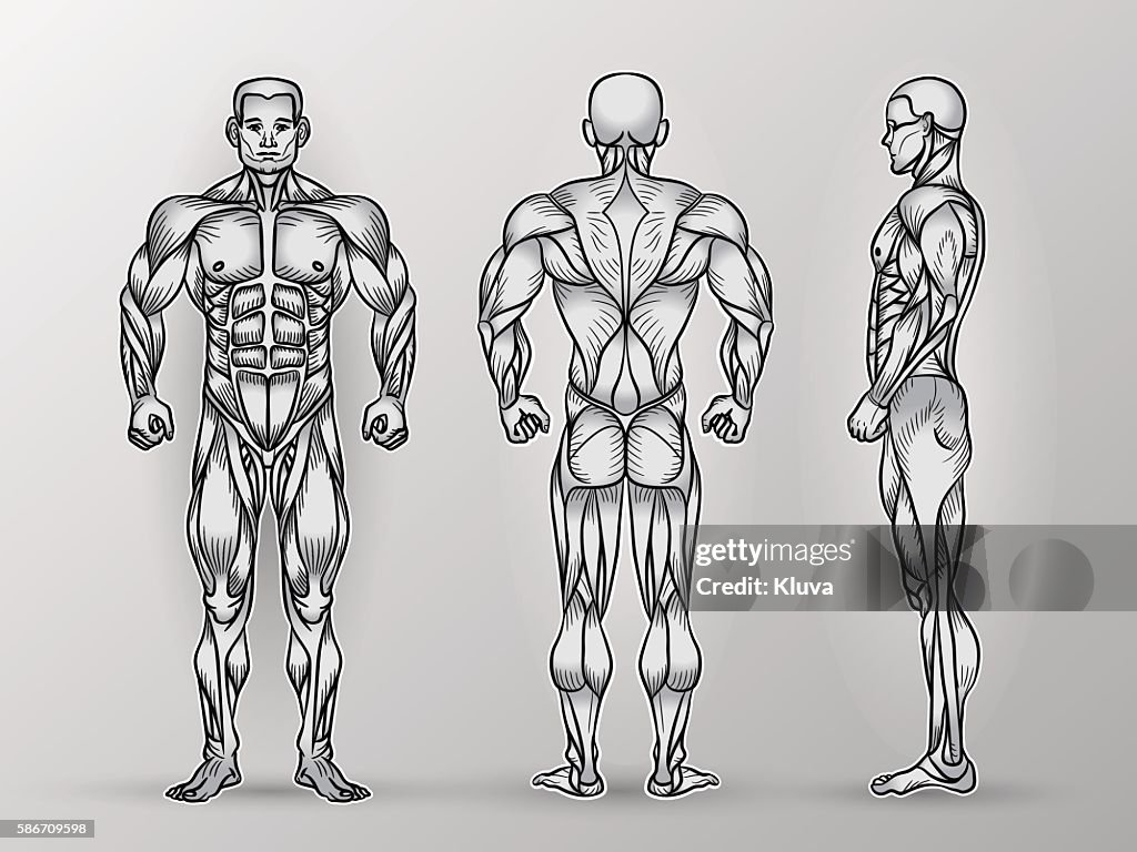 Muscle System Excercise Anatomy Of Male Muscular System Exercise And Muscle Guide High-Res ...