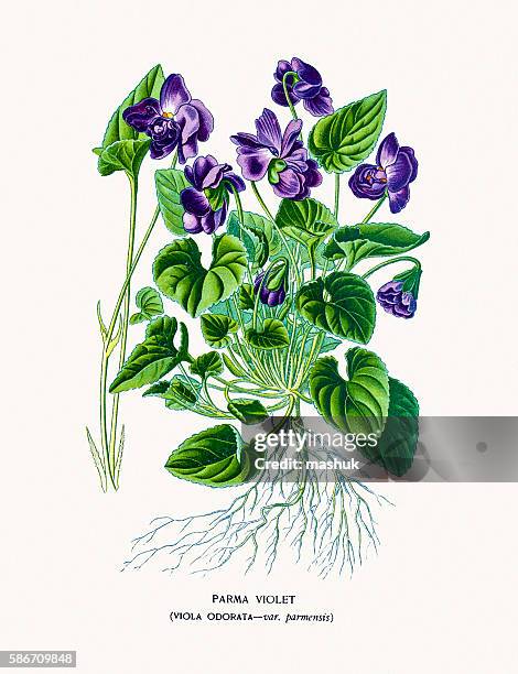 sweet violet flower - viola odorata stock illustrations
