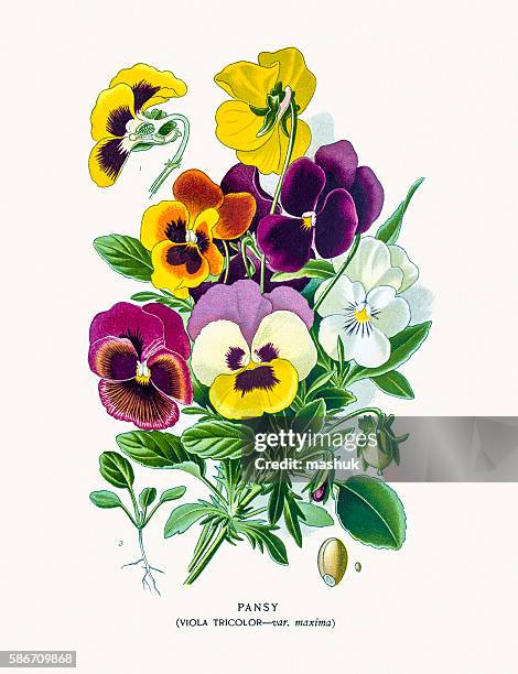 garden pansy flowers - pansy stock illustrations