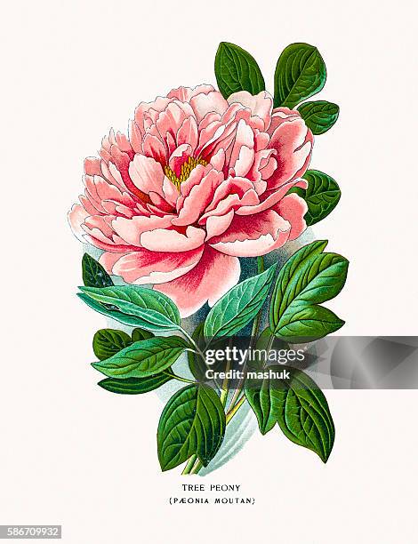 tree peony - paeonia suffruticosa stock illustrations