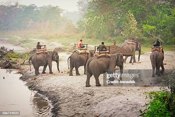 elephant ride safari tour at chitwan national park in nepal - chitwan national park stock pictures, royalty-free photos & images