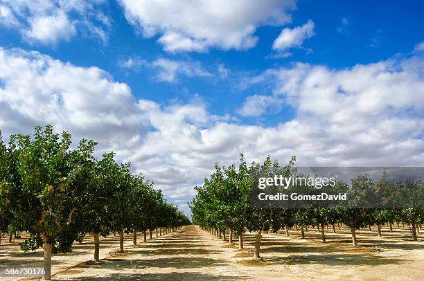 orchard of ripening pistachio nuts - orchard stock pictures, royalty-free photos & images