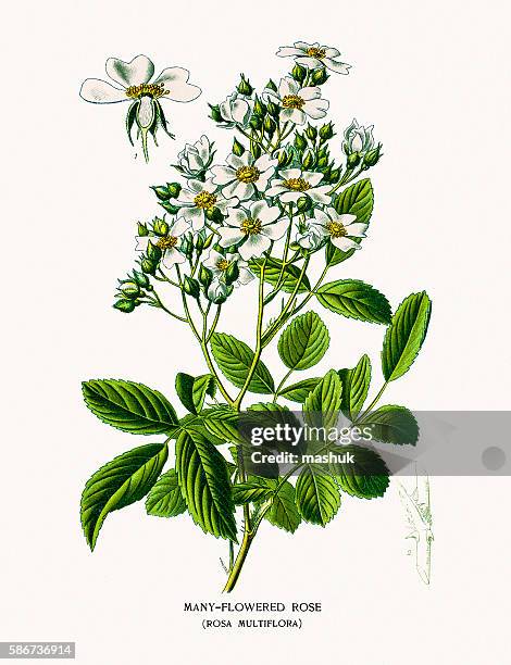 rose - garden centre stock illustrations