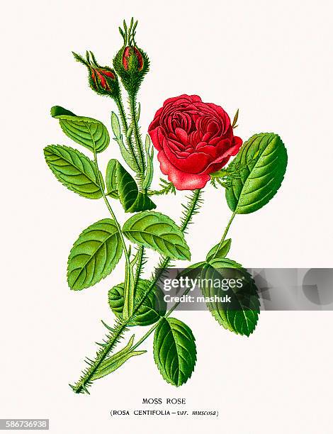 rose - garden centre stock illustrations