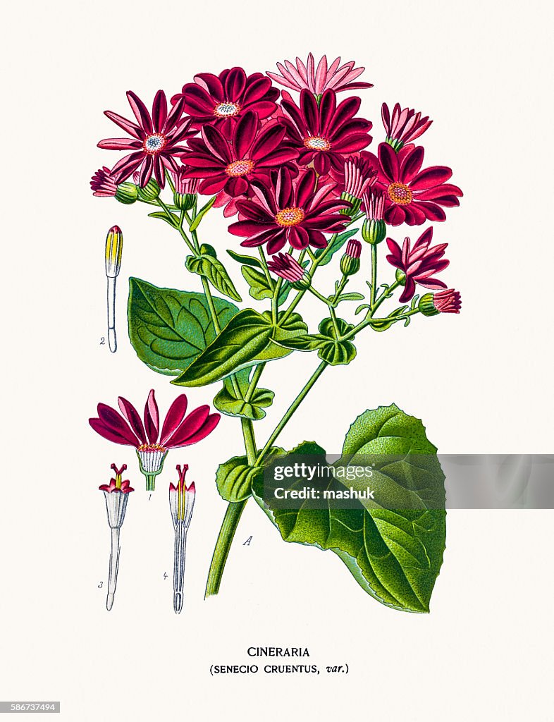Cineraria or ragwort