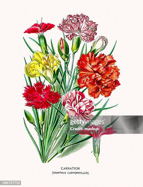 carnation flower - red carnation stock illustrations