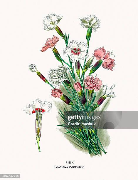 carnation flower - sweet william flower 幅插畫檔、美工圖案、卡通及圖標