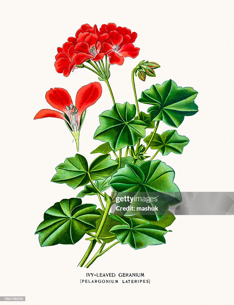 Flores De Gerânio Ilustração de stock - Getty Images