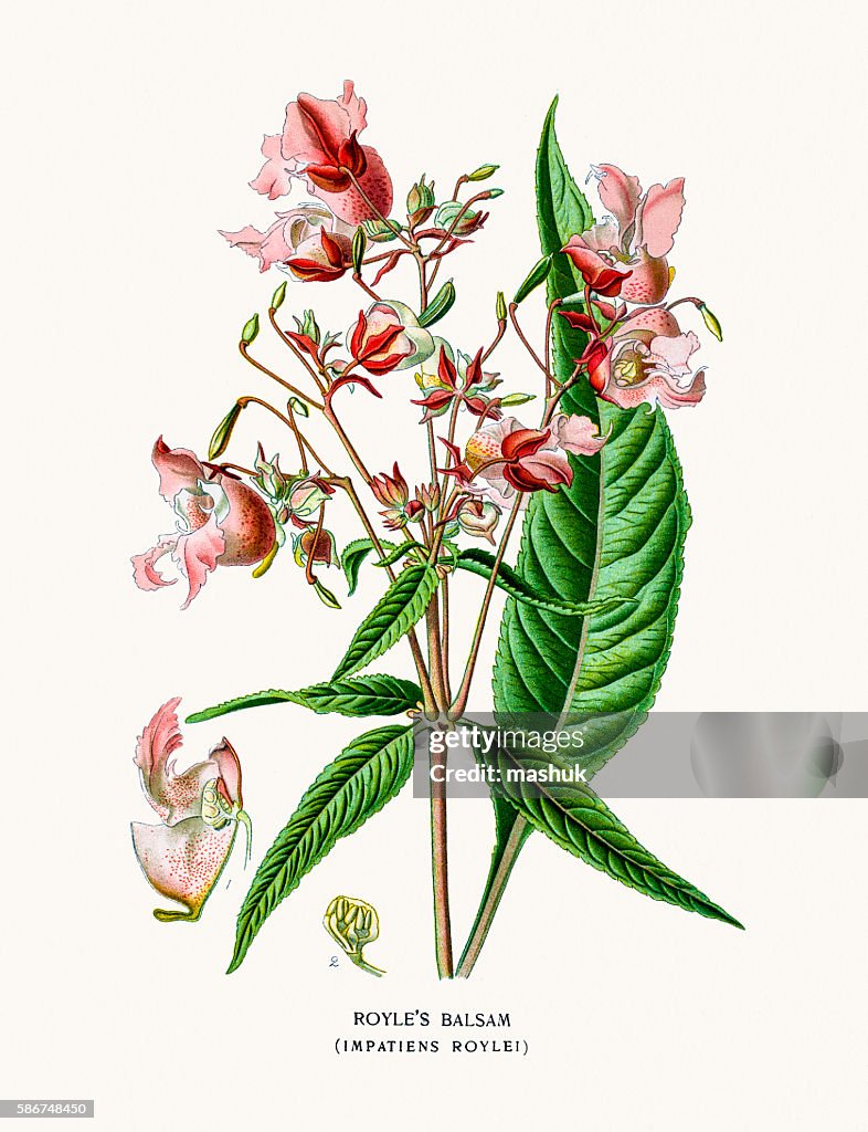 Royle's balsam
