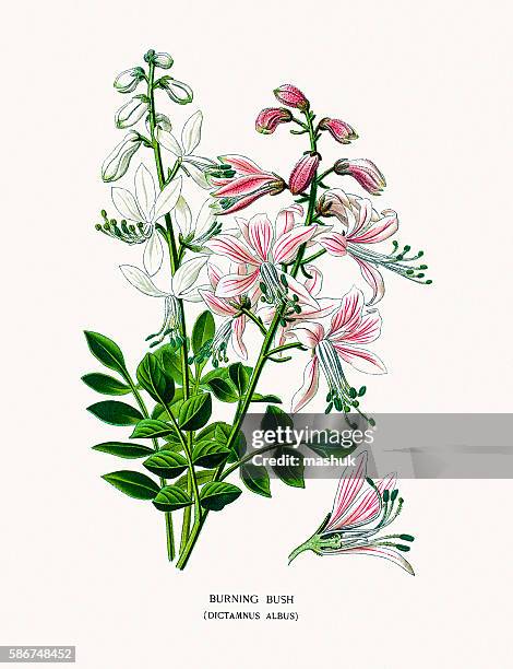 burning bush - dictamnus stock illustrations