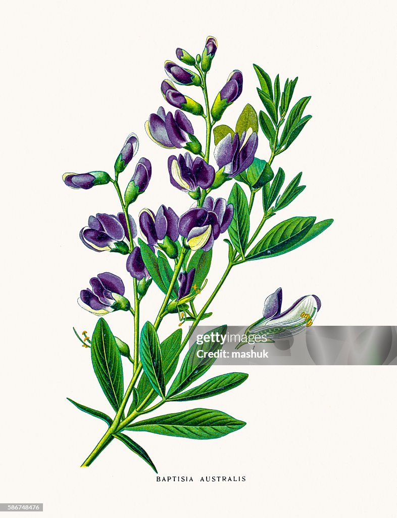 Blue wild indigo