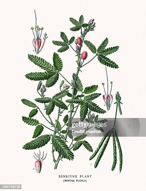 56 Mimosa Pudica High Res Illustrations - Getty Images