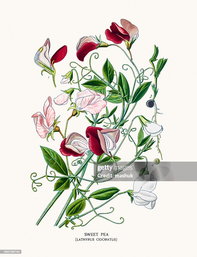 Sweet pea