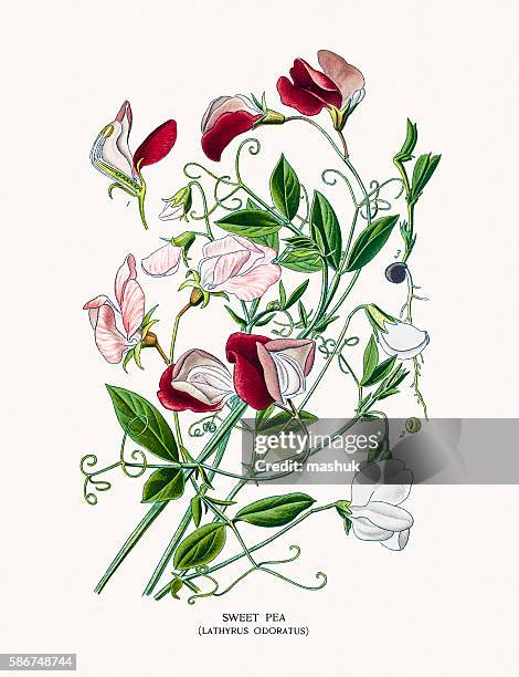 sweet pea - sweet pea bouquet stock illustrations
