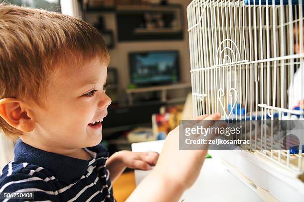 boy with a bird - birdcage stockfoto's en -beelden