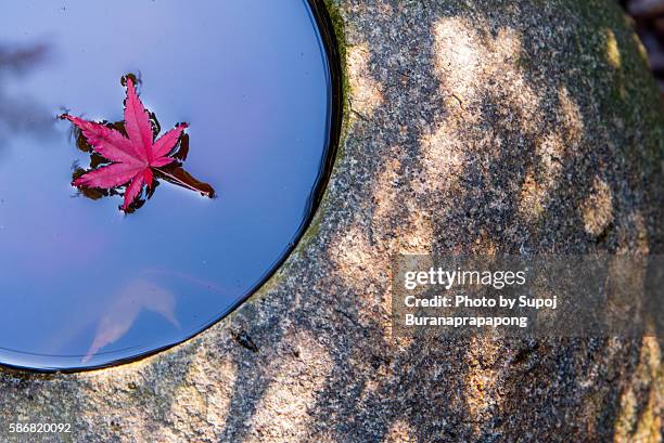 maple leaf in the japanese pond - buddhismus stock-fotos und bilder