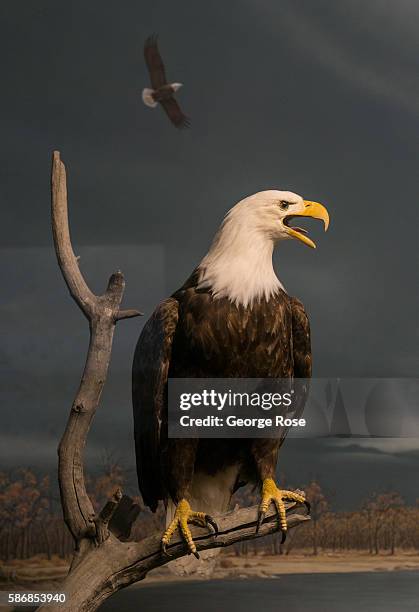 Bald eagle is featured in a wildlife diorama at the Museum of Nature & Science on July 29 in Denver, Colorado. Denver, the State Capitol, and the...