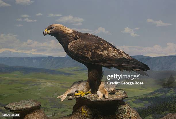 Golden eagle is featured in a wildlife diorama at the Museum of Nature & Science on July 29 in Denver, Colorado. Denver, the State Capitol, and the...