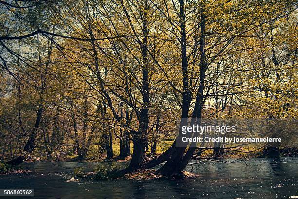 forest in the middle of the river - josemanuelerre fotografías e imágenes de stock
