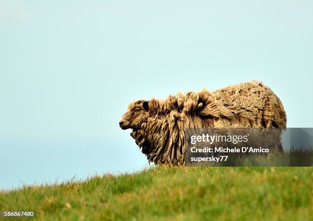 wild sheep. - foula bildbanksfoton och bilder